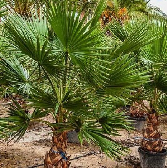 Washingtonia robusta